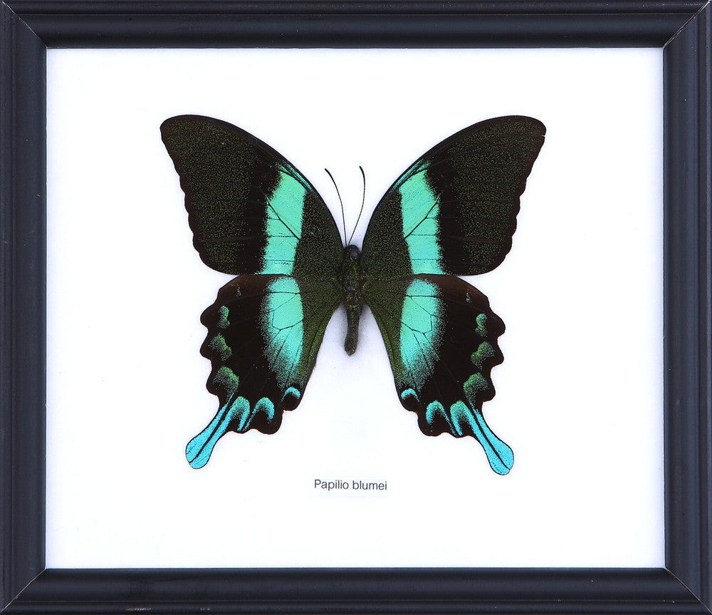 THE GREEN SWALLOWTAIL BUTTERFLY (PAILIO BLUMEI), Wall Hanging Frame 8 x 7 In. Gift Boxed
