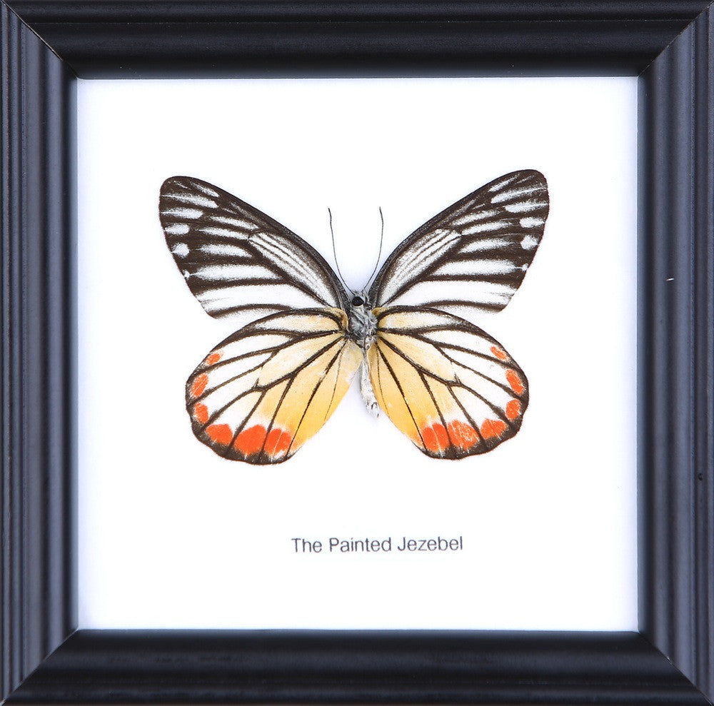 THE PAINTED JEZEBEL, Real Butterfly Mounted Under Glass, Wall Hanging Home Décor Framed 5 x 5 In. Gift Boxed