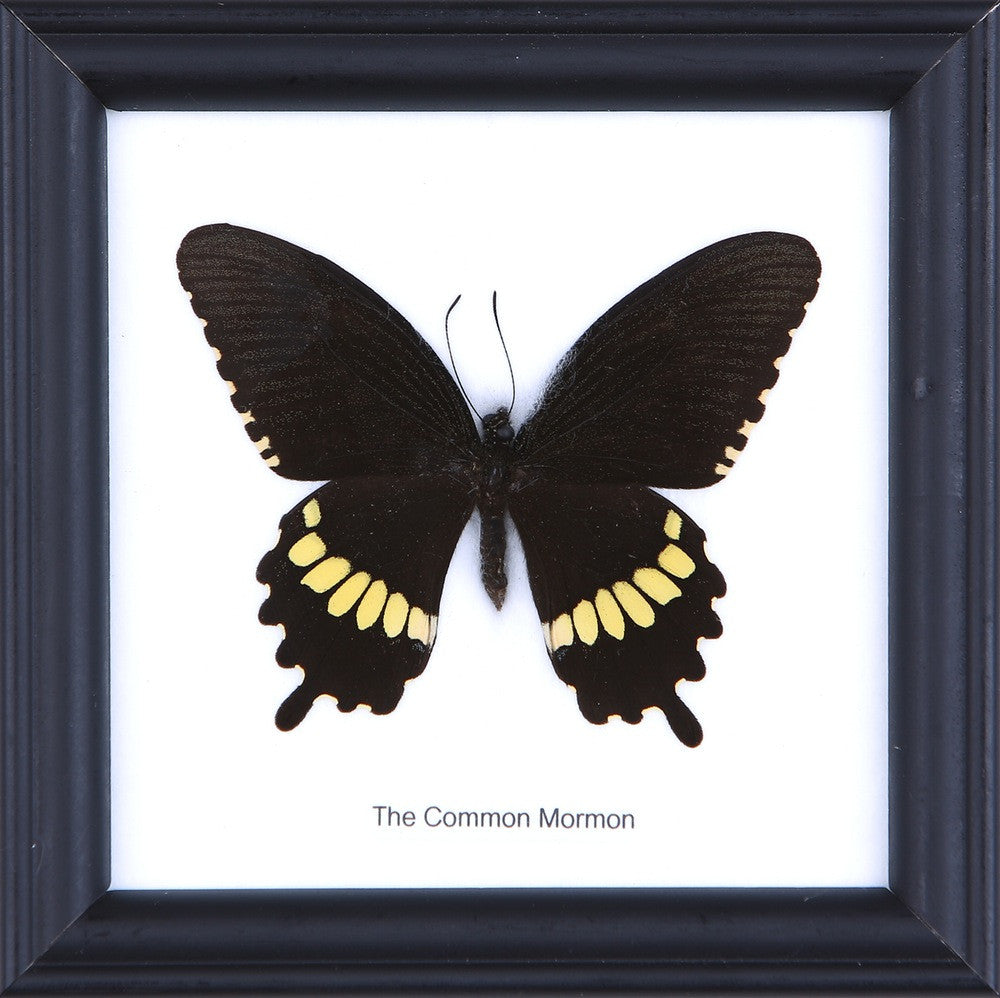 THE COMMON MORMON, Real Butterfly Mounted Under Glass, Wall Hanging Home Décor Framed 5 x 5 In. Gift Boxed