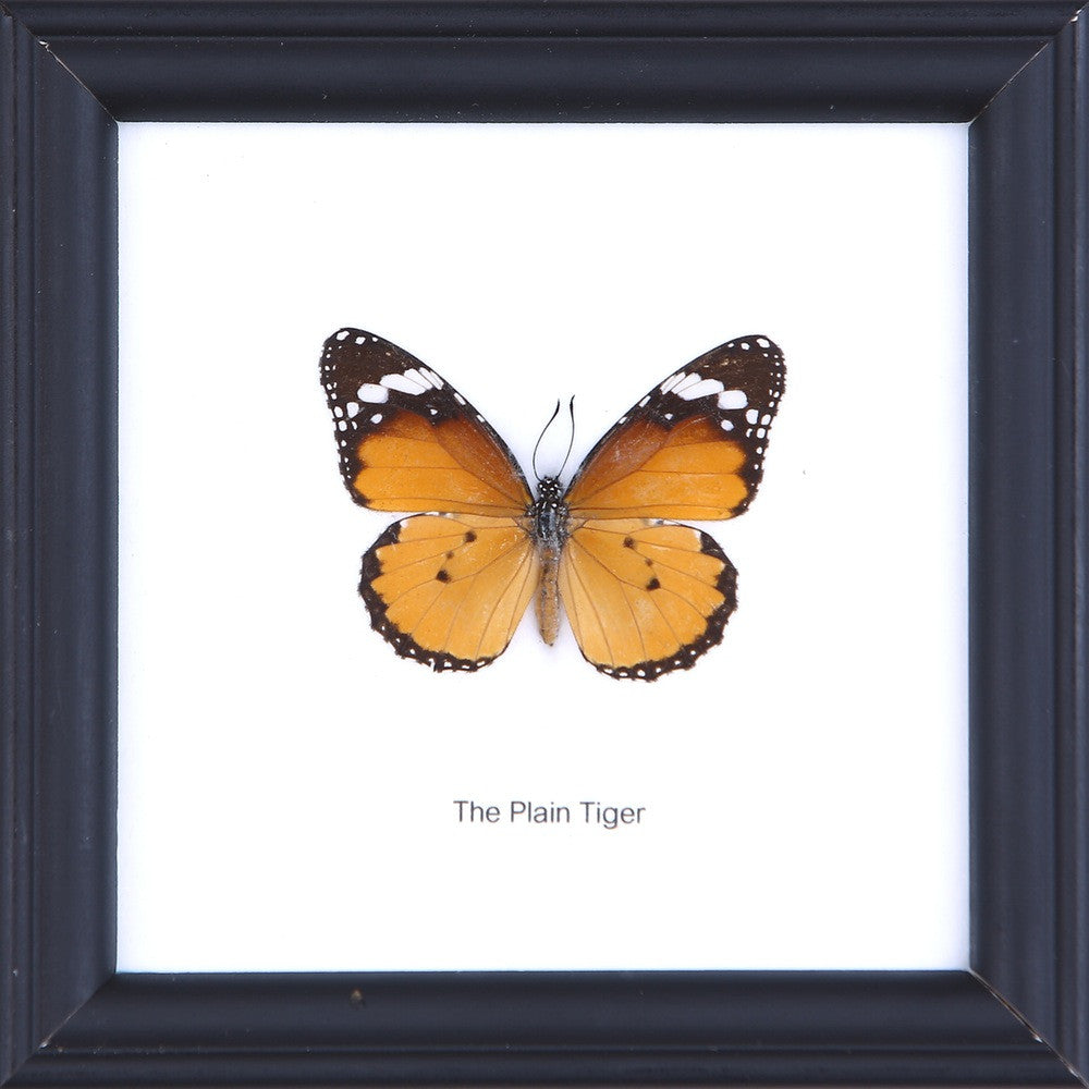 THE PLAIN TIGER, Real Butterfly Mounted Under Glass, Wall Hanging Home Décor Framed 5 x 5 In. Gift Boxed