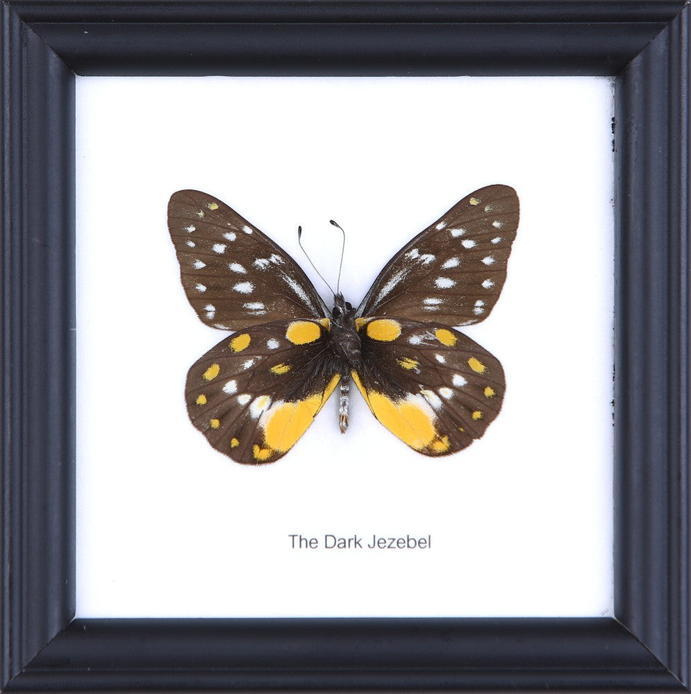 THE DARK JEZEBEL, Real Butterfly Mounted Under Glass, Wall Hanging Home Décor Framed 5 x 5 In. Gift Boxed