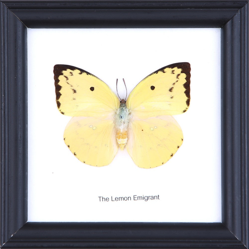 THE LEMON EMIGRANT, Real Butterfly Mounted Under Glass, Wall Hanging Home Décor Framed 5 x 5 In. Gift Boxed