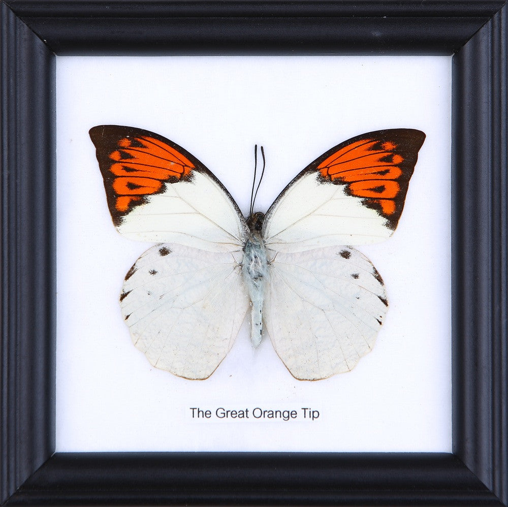 THE GREAT ORANGE TIP, Real Butterfly Mounted Under Glass, Wall Hanging Home Décor Framed 5 x 5 In. Gift Boxed