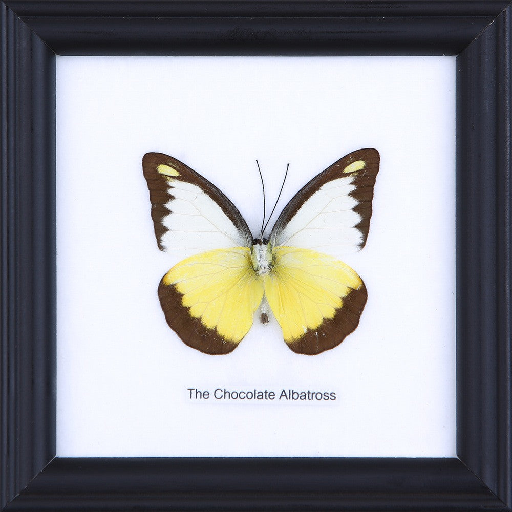 THE CHOCOLATE ALBATROSS, Real Butterfly Mounted Under Glass, Wall Hanging Home Décor Framed 5 x 5 In. Gift Boxed