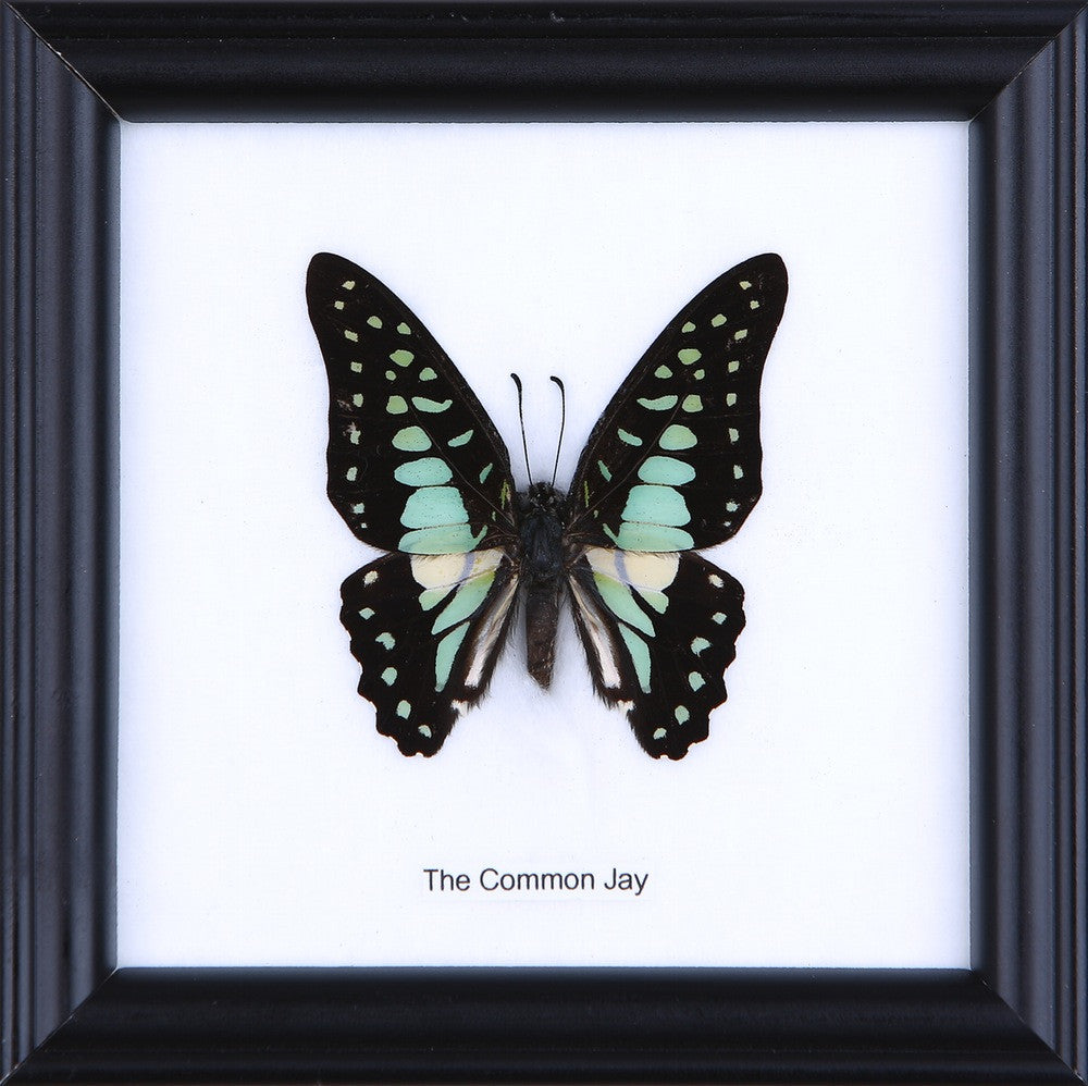 THE COMMON JAY, Real Butterfly Mounted Under Glass, Wall Hanging Home Décor Framed 5 x 5 In. Gift Boxed
