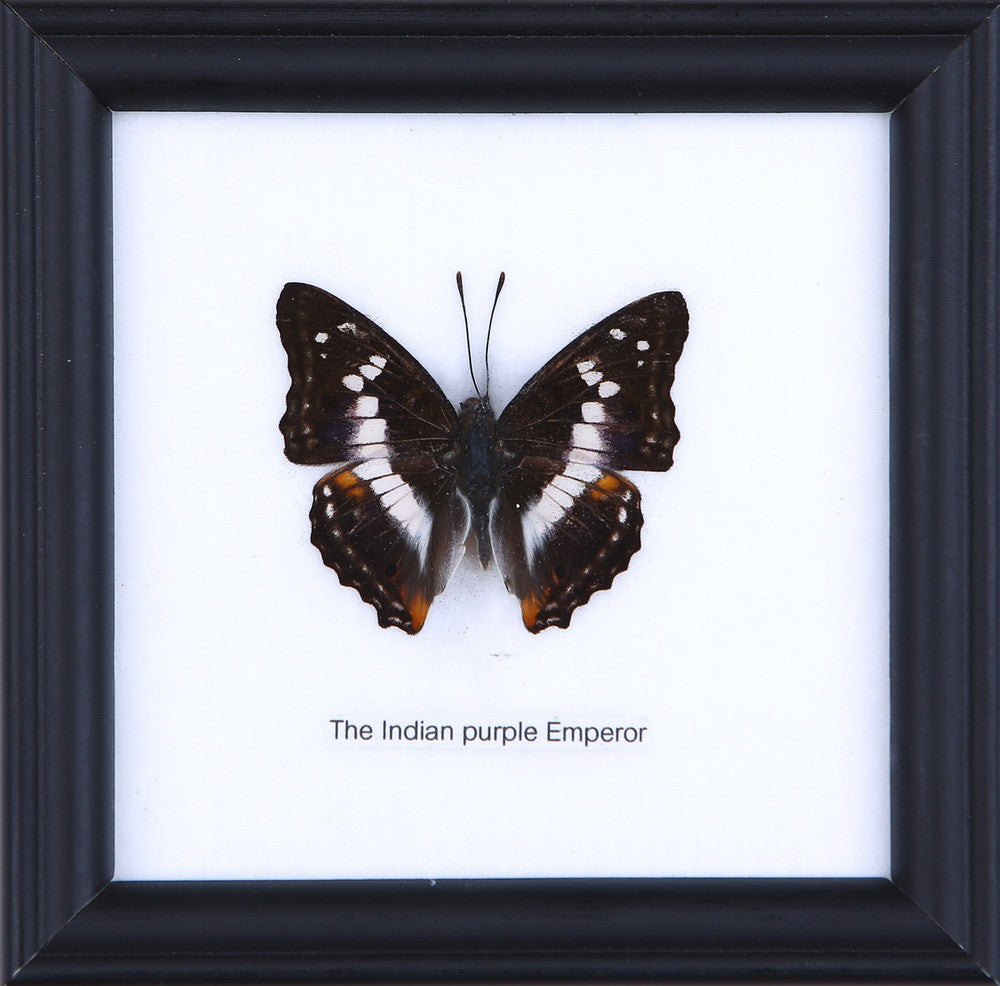 THE INDIAN PURPLE EMPEROR, Real Butterfly Mounted Under Glass, Wall Hanging Home Décor Framed 5 x 5 In. Gift Boxed