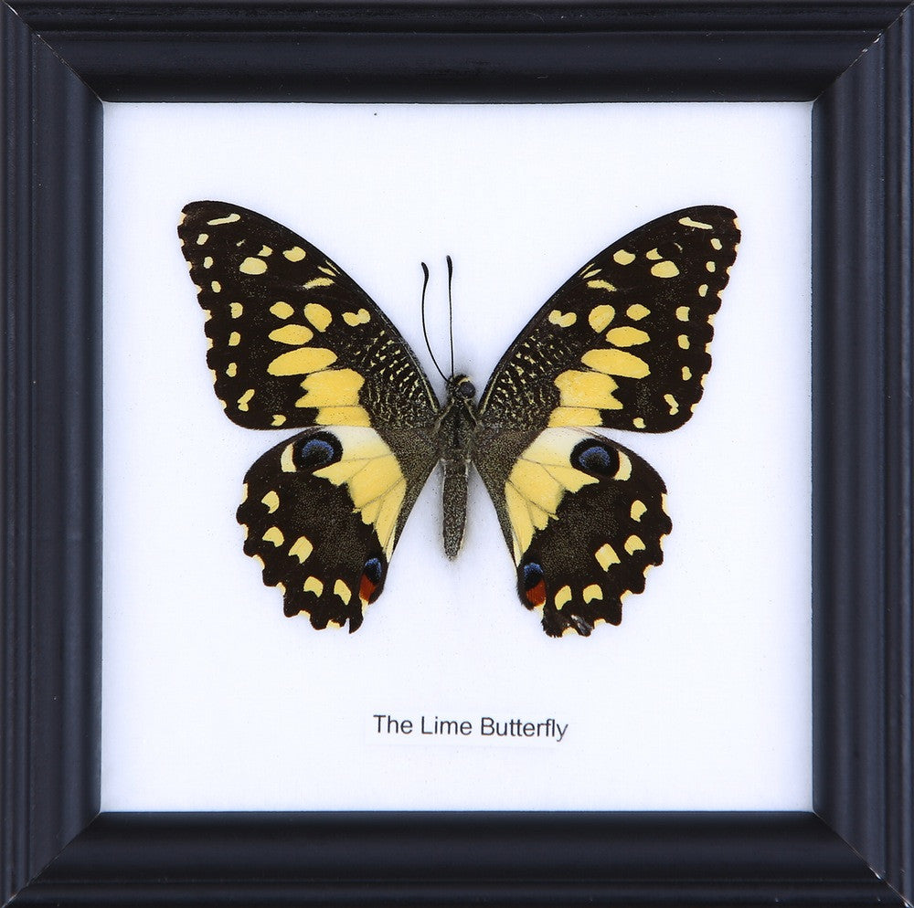 THE LIME BUTTERFLY, Real Butterfly Mounted Under Glass, Wall Hanging Home Décor Framed 5 x 5 In. Gift Boxed