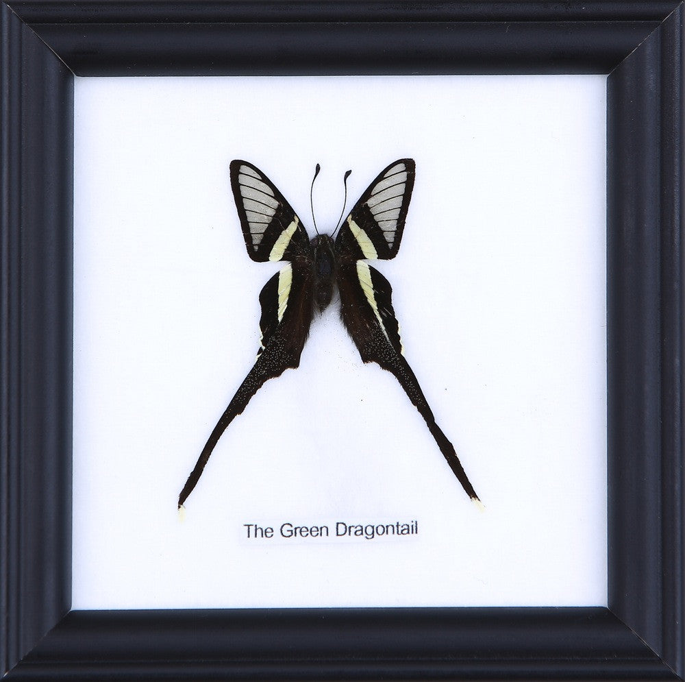 THE GREEN DRAGONTAIL, Real Butterfly Mounted Under Glass, Wall Hanging Home Décor Framed 5 x 5 In. Gift Boxed