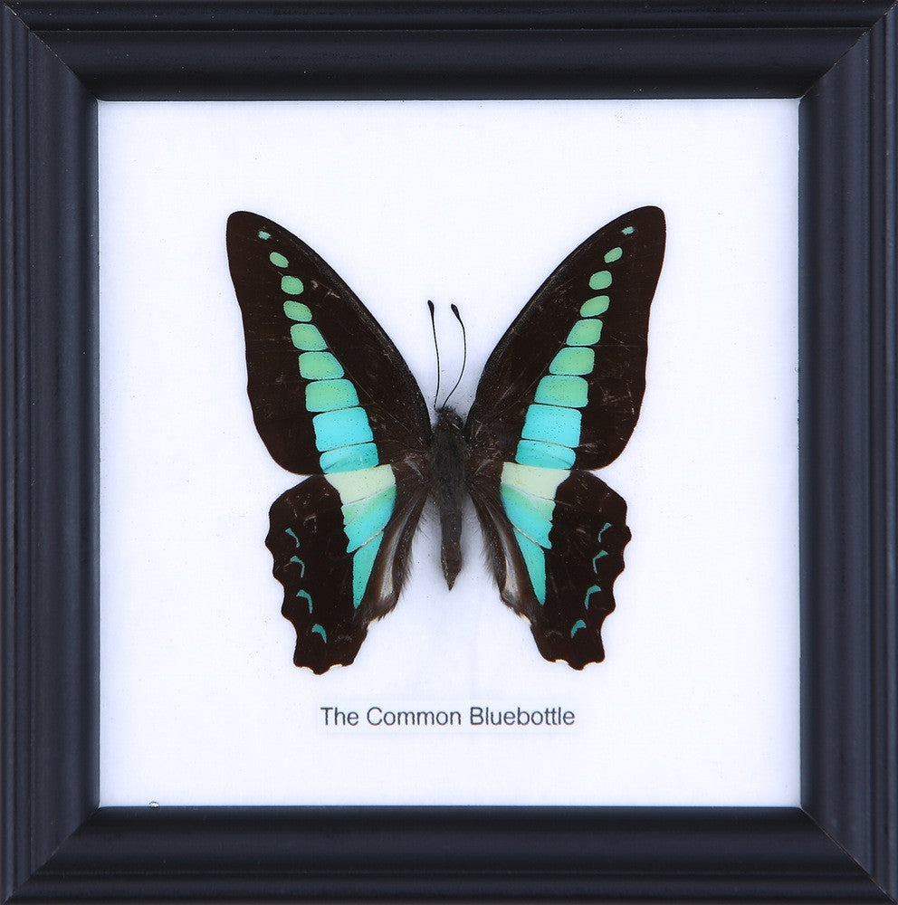 THE COMMON BLUEBOTTLE, Real Butterfly Mounted Under Glass, Wall Hanging Home Décor Framed 5 x 5 In. Gift Boxed
