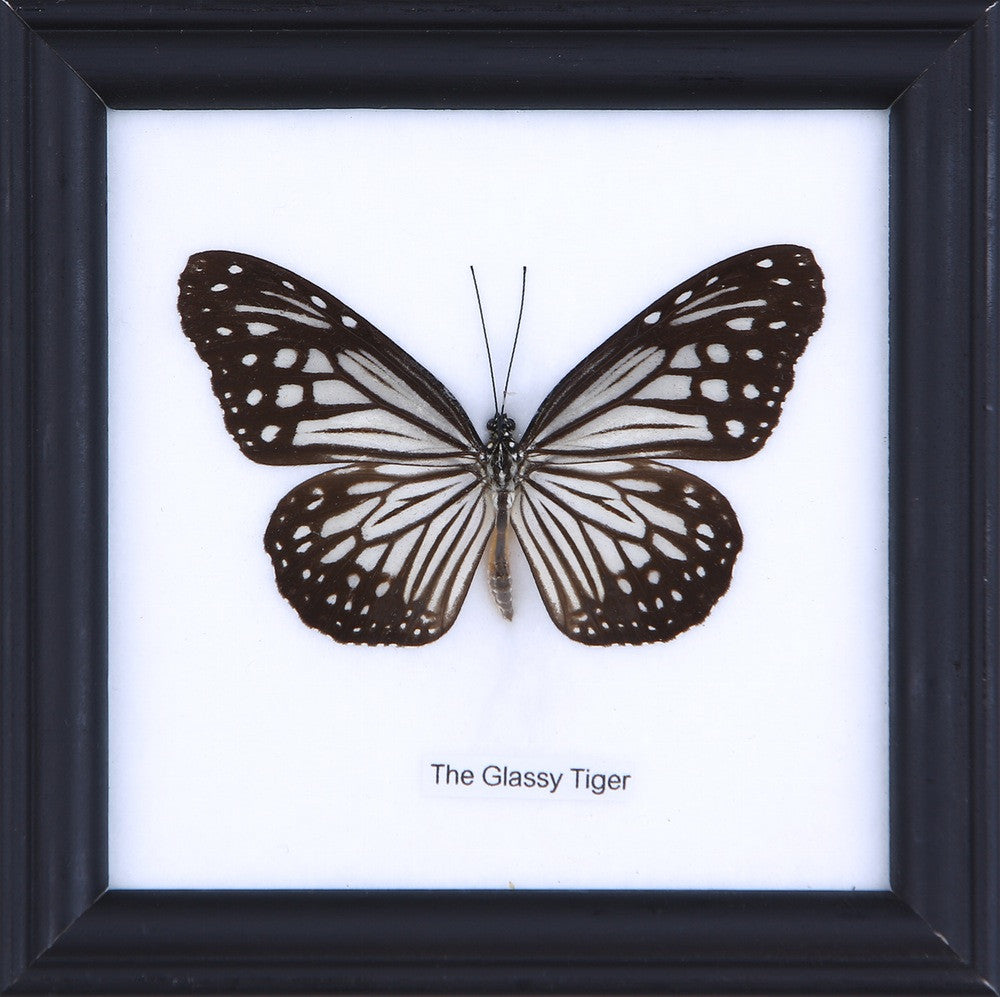 THE GLASSY TIGER, Real Butterfly Mounted Under Glass, Wall Hanging Home Décor Framed 5 x 5 In. Gift Boxed