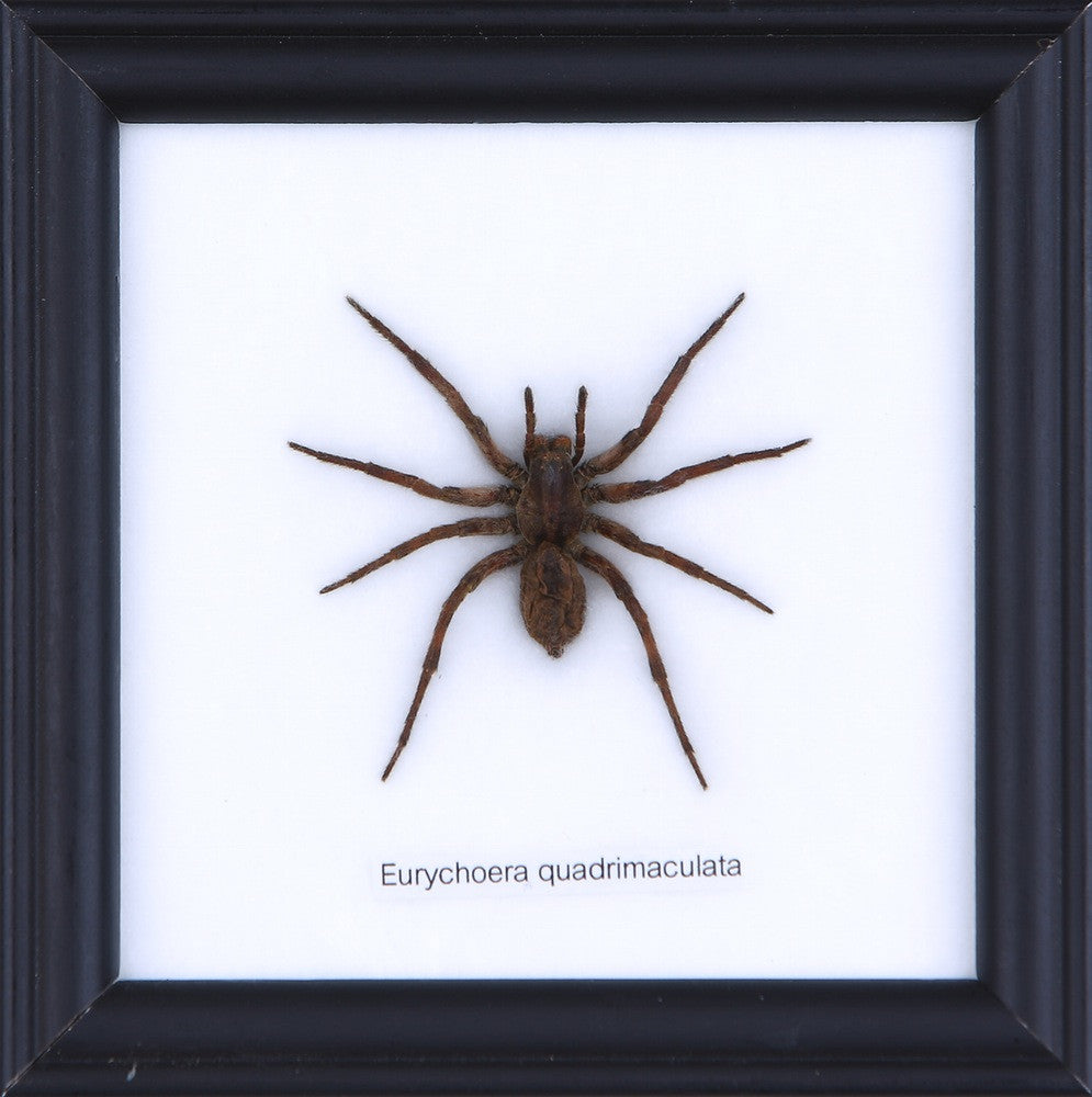 THE HUNTING SPIDER, Real Specimen Mounted Under Glass, Wall Hanging Home Décor Framed 5 x 5 In. Gift Boxed