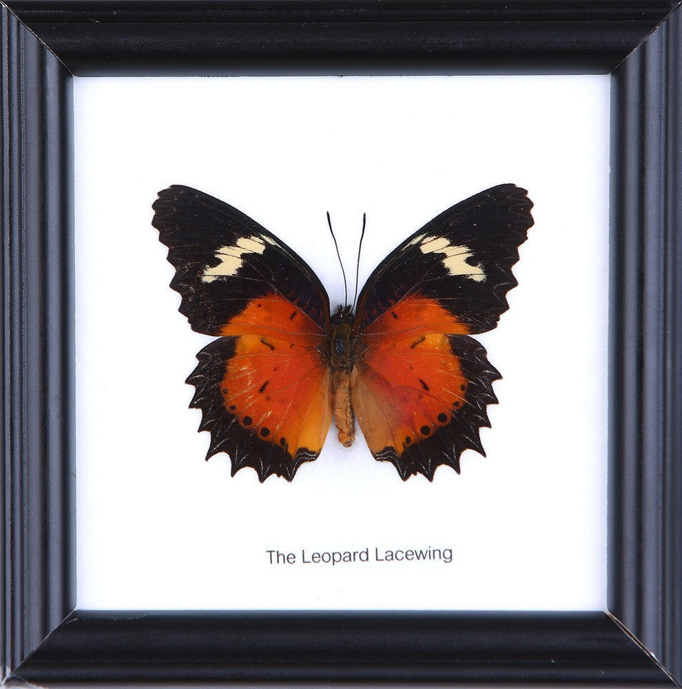 THE LEOPARD LACEWING, Real Butterfly Mounted Under Glass, Wall Hanging Home Décor Framed 5 x 5 In. Gift Boxed