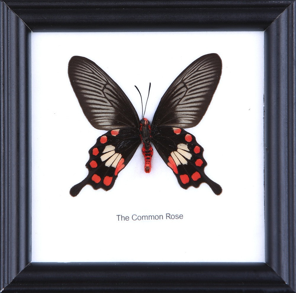 THE COMMON ROSE, Real Butterfly Mounted Under Glass, Wall Hanging Home Décor Framed 5 x 5 In. Gift Boxed