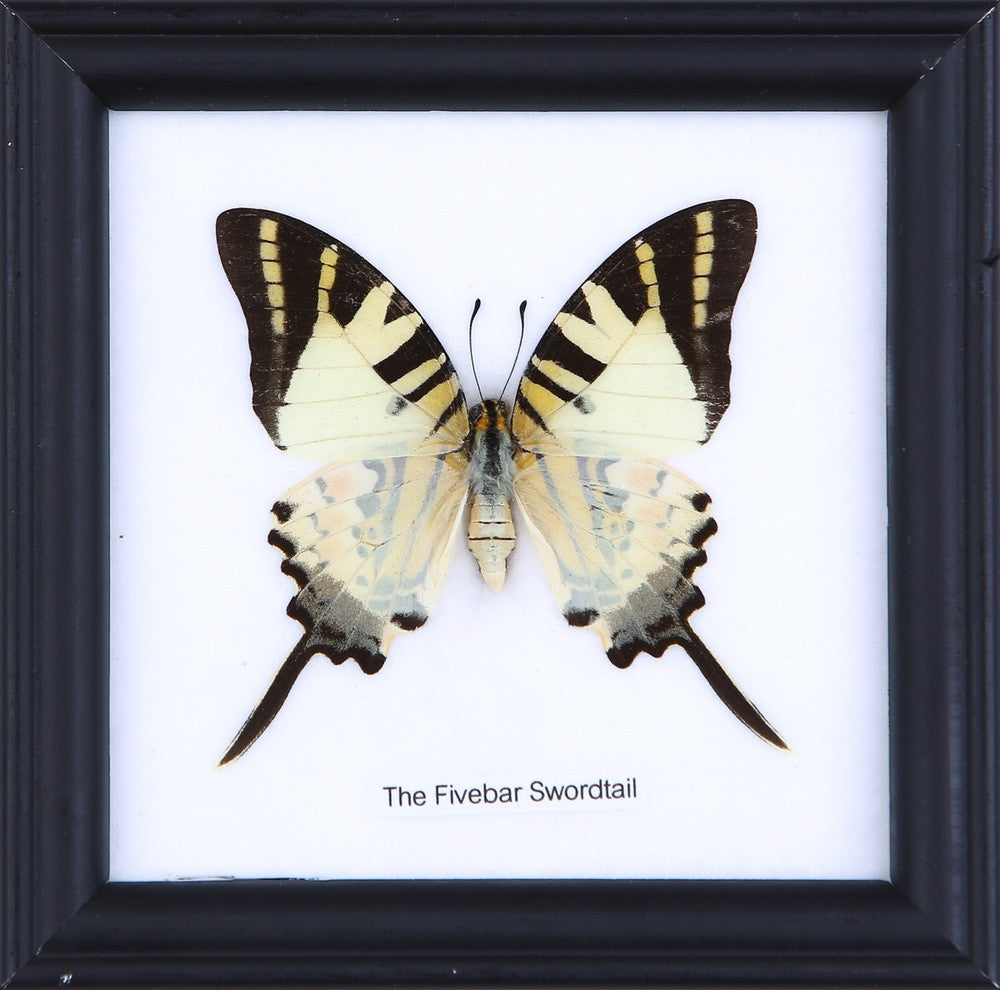 THE FIVEBAR SWORDTAIL, Real Butterfly Mounted Under Glass, Wall Hanging Home Décor Framed 5 x 5 In. Gift Boxed