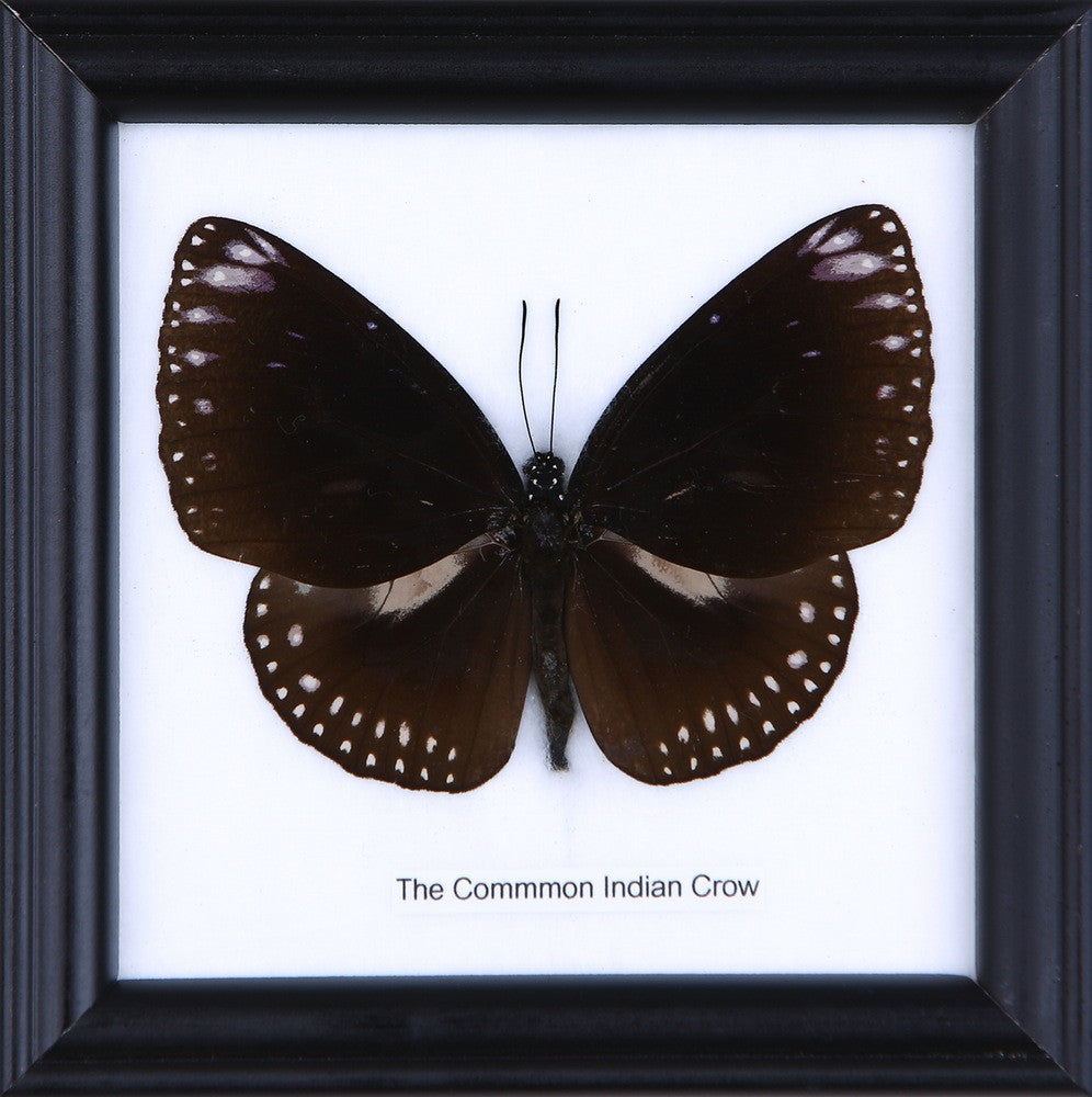THE COMMON INDIAN CROW, Real Butterfly Mounted Under Glass, Wall Hanging Home Décor Framed 5 x 5 In. Gift Boxed