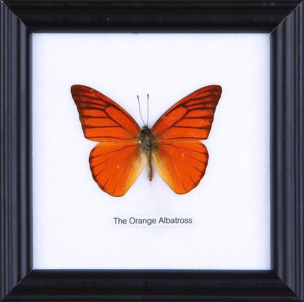 THE ORANGE ALBATROSS, Real Butterfly Mounted Under Glass, Wall Hanging Home Décor Framed 5 x 5 In. Gift Boxed