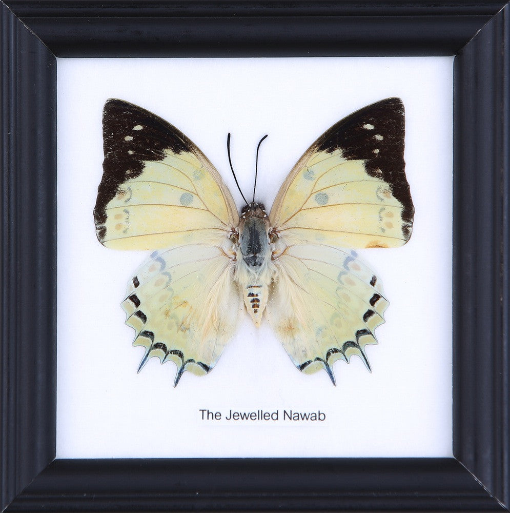 THE JEWELLED NAWAB, Real Butterfly Mounted Under Glass, Wall Hanging Home Décor Framed 5 x 5 In. Gift Boxed