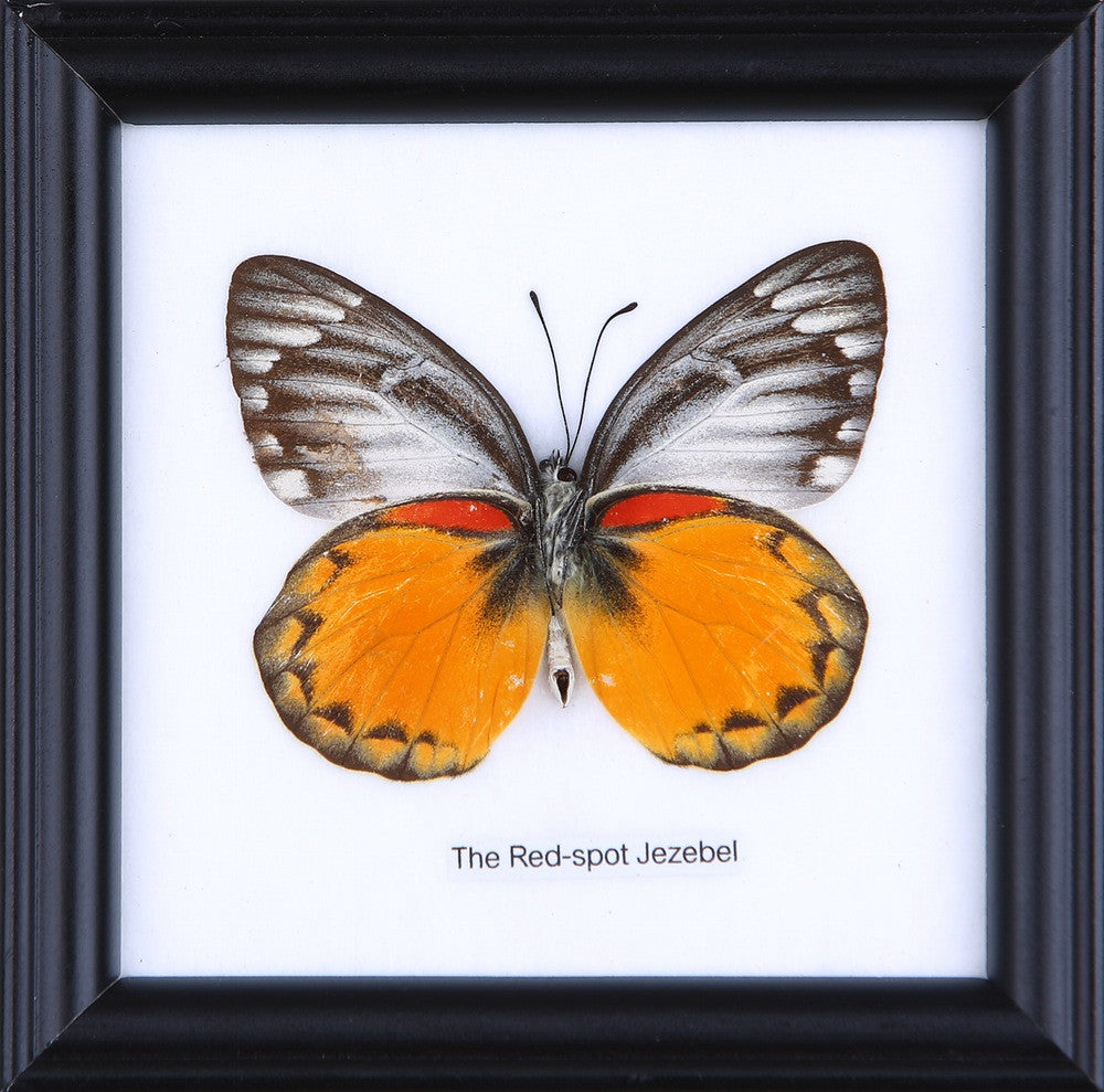 THE RED SPOT JEZEBEL, Real Butterfly Mounted Under Glass, Wall Hanging Home Décor Framed 5 x 5 In. Gift Boxed
