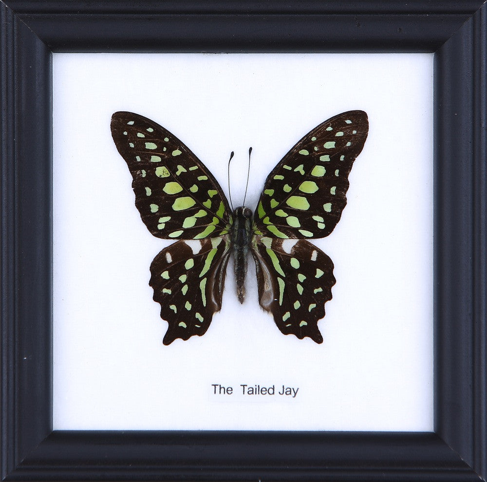 THE TAILED JAY, Real Butterfly Mounted Under Glass, Wall Hanging Home Décor Framed 5 x 5 In. Gift Boxed