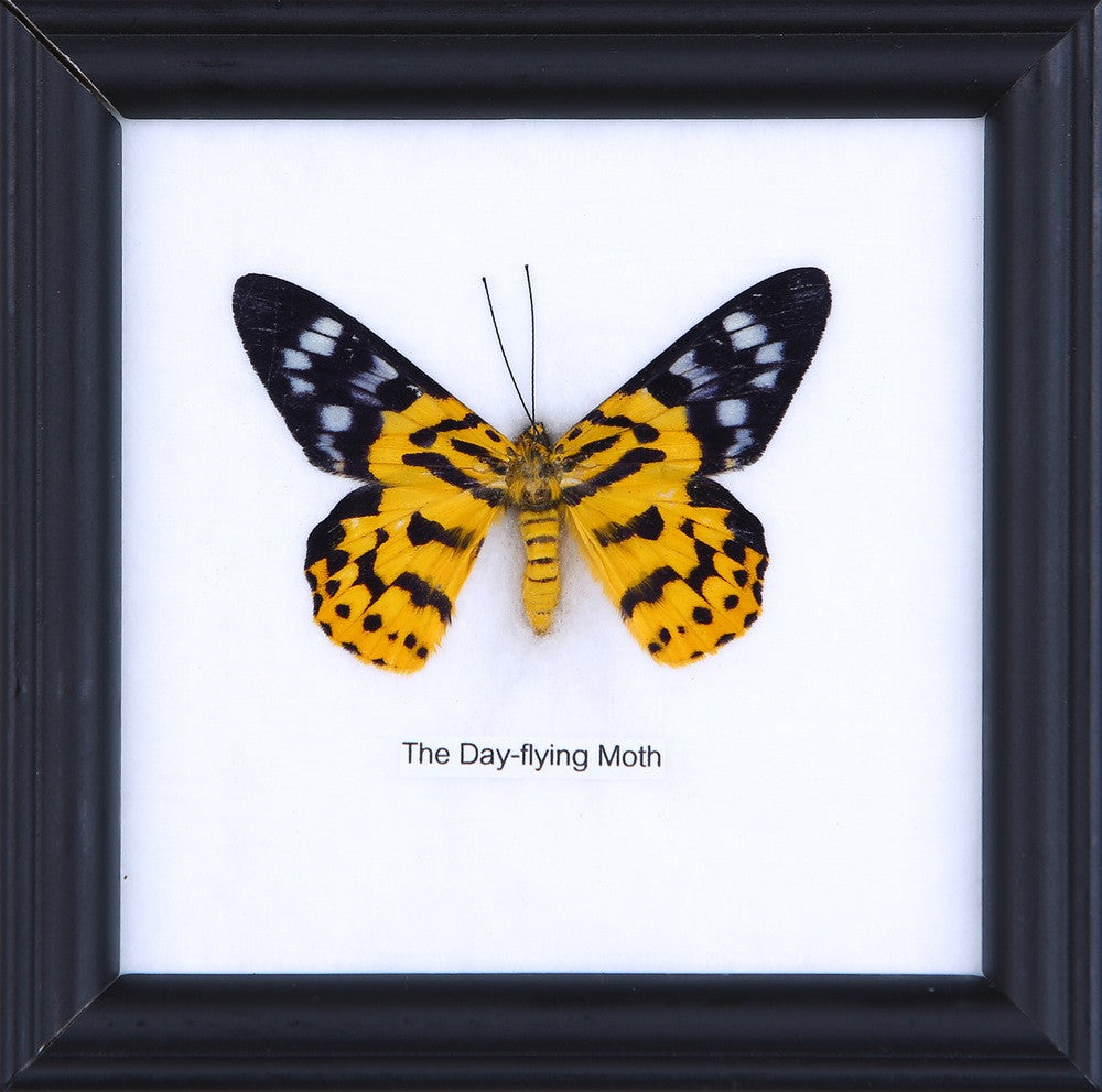 THE DAY FLYING MOTH, Real Butterfly Mounted Under Glass, Wall Hanging Home Décor Framed 5 x 5 In. Gift Boxed