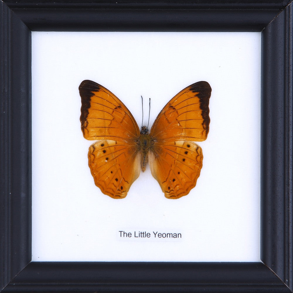 THE LITTLE YEOMAN, Real Butterfly Mounted Under Glass, Wall Hanging Home Décor Framed 5 x 5 In. Gift Boxed