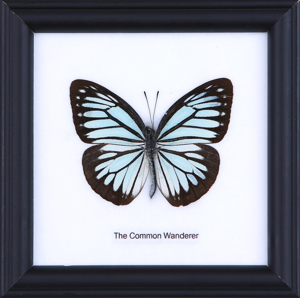 THE COMMON WANDERER, Real Butterfly Mounted Under Glass, Wall Hanging Home Décor Framed 5 x 5 In. Gift Boxed