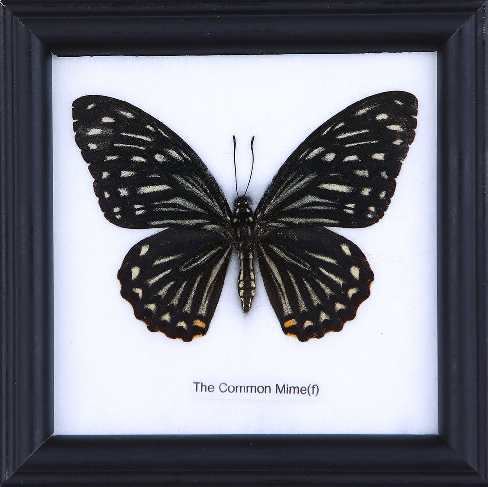 THE COMMON MINE (F), Real Butterfly Mounted Under Glass, Wall Hanging Home Décor Framed 5 x 5 In. Gift Boxed