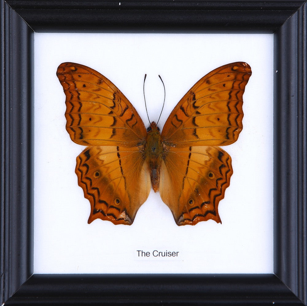 THE CRUISER, Real Butterfly Mounted Under Glass, Wall Hanging Home Décor Framed 5 x 5 In. Gift Boxed