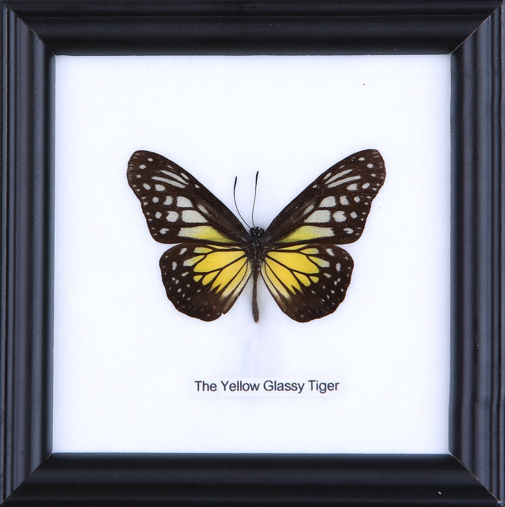 THE YELLOW GLASSY TIGER, Real Butterfly Mounted Under Glass, Wall Hanging Home Décor Framed 5 x 5 In. Gift Boxed
