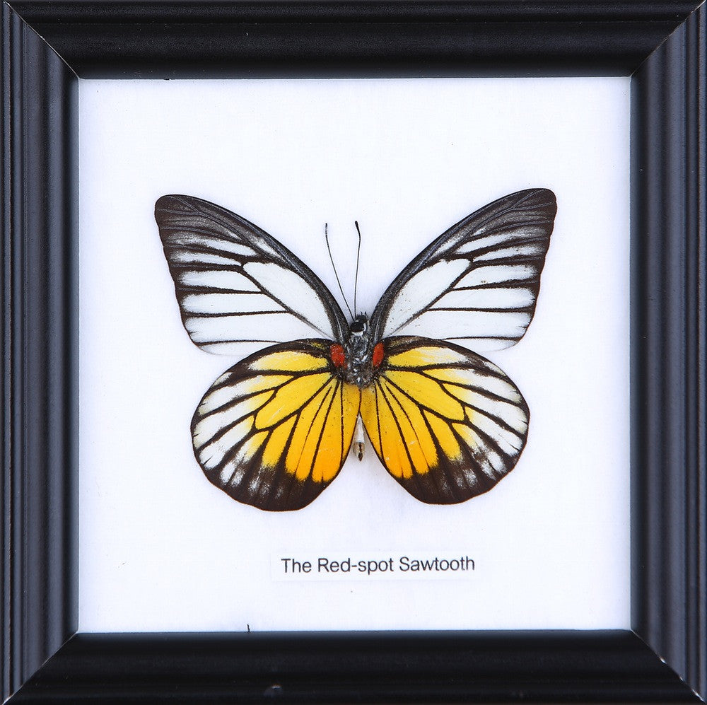 THE RED SPOT SAWTOOTH, Real Butterfly Mounted Under Glass, Wall Hanging Home Décor Framed 5 x 5 In. Gift Boxed