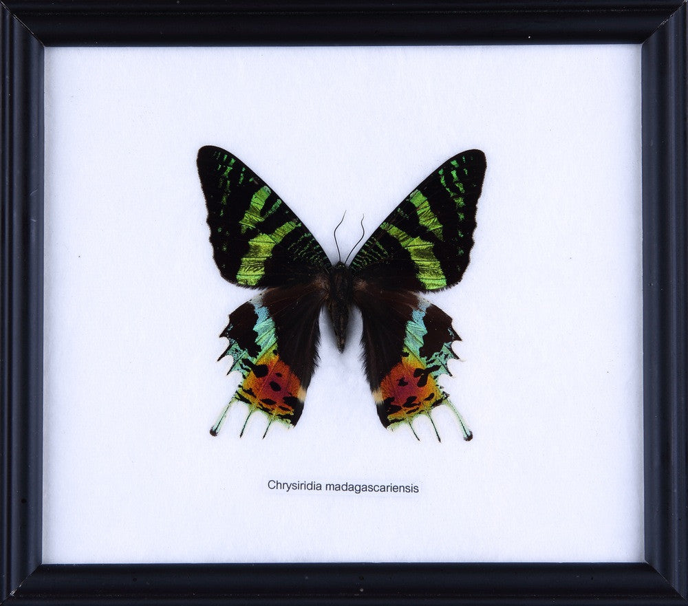 THE MADAGASCAN SUNSET MOTH (Chrysiridia rhipheus), Wall Hanging Frame 8 x 7 In. Gift Boxed