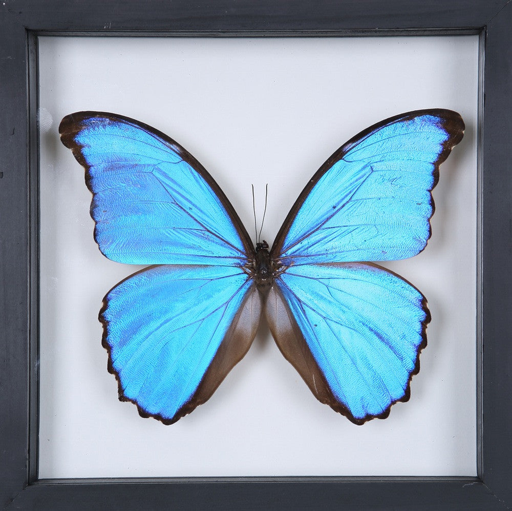 THE GIANT BLUE MORPHO GLASS FRAME (Morpho didius), SEE-THROUGH Double Glass Frame 7 x 7 In.