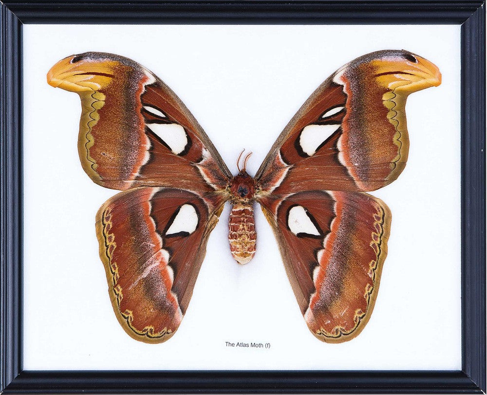 THE GIANT ATLAS MOTH (ATTACUS ATLAS), Real Moth Mounted Under Glass, Wall Hanging Frame 11 x 8 In. Gift Boxed