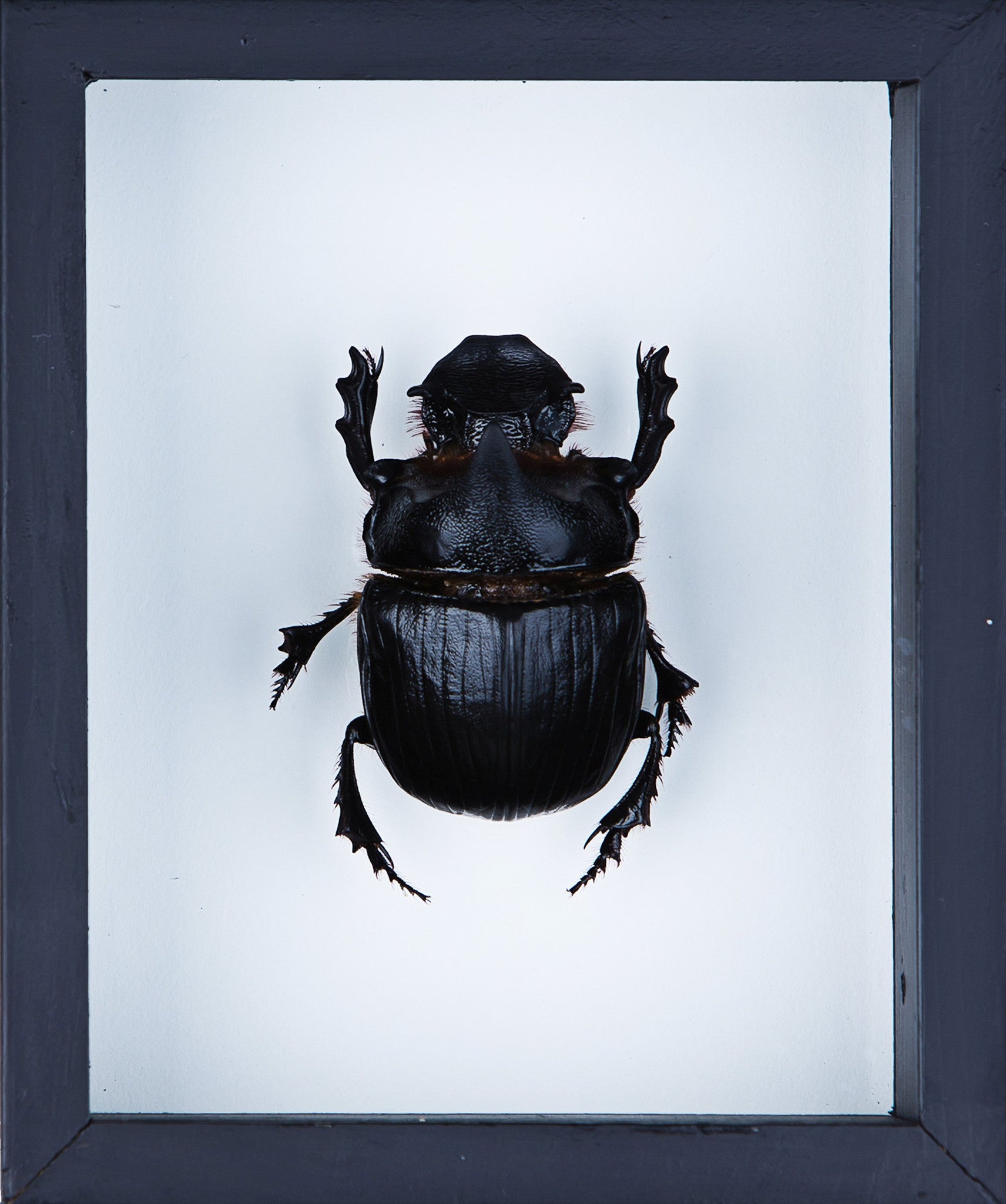THE ELEPHANT DUNG BEETLE (HELIOCOPRIS DOMINUS) DOUBLE GLASS FRAME 6 x 5 IN