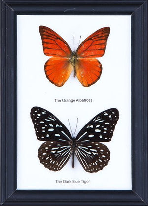 TWO FRAMED BUTTERFLIES, Real Butterflies Mounted Under Glass, Wall Hanging Frame 7 x 5 In. Gift Boxed