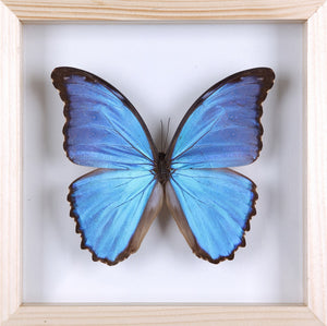 THE GIANT BLUE MORPHO GLASS FRAME (Morpho didius), SEE-THROUGH Double Glass Frame 7 x 7 In.