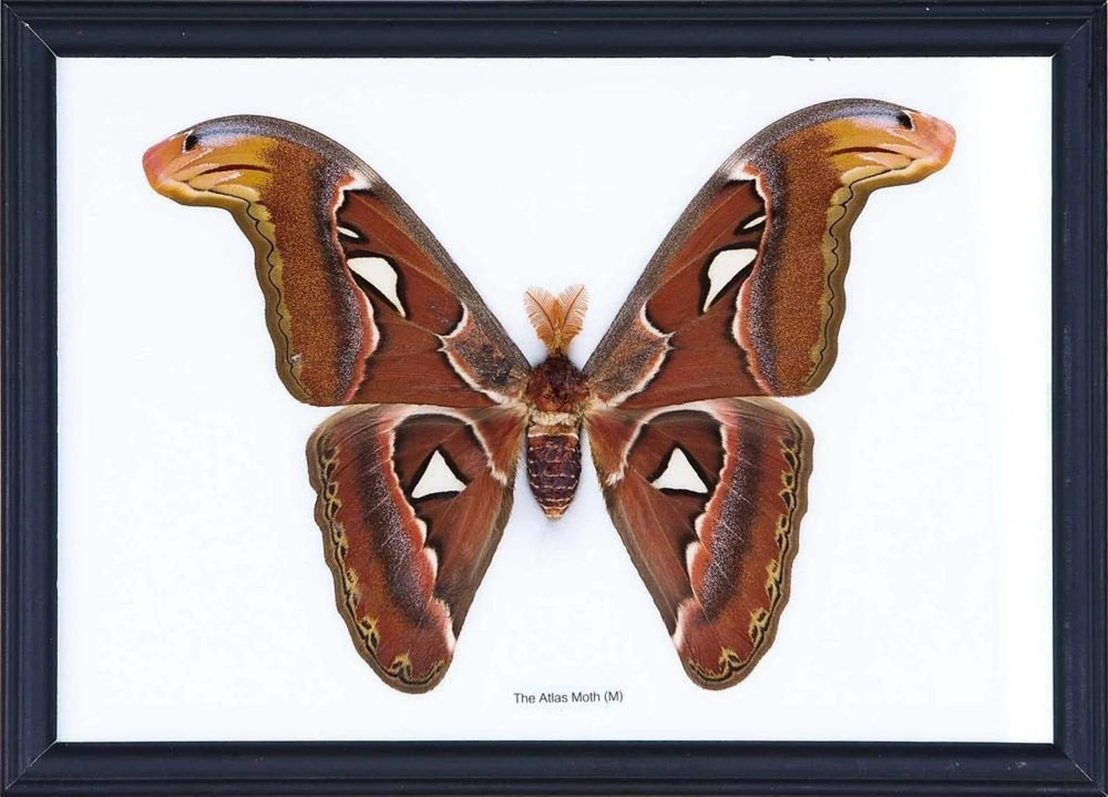 WHOLESALE PACK (6 UNITS) The Giant Atlas Moth (Attacus atlas) The Worlds Largest Giant Moth!  Framed Home Decor 8.5 x 10 inches