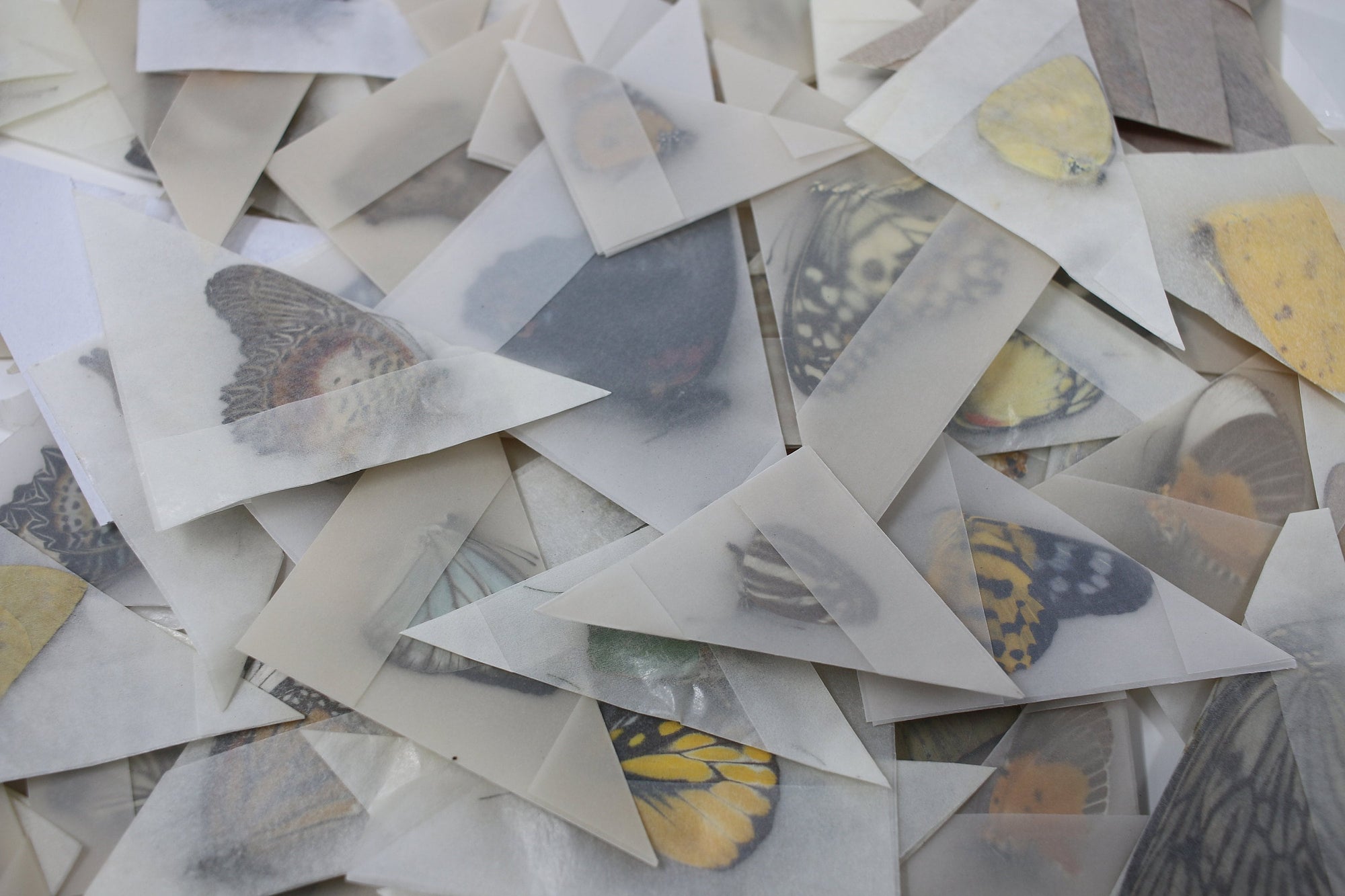 50 'Second Grade A2' Real Dry Butterflies | Imperfect or Damaged | Assorted Unmounted Worldwide Butterfly Specimens WHOLESALE
