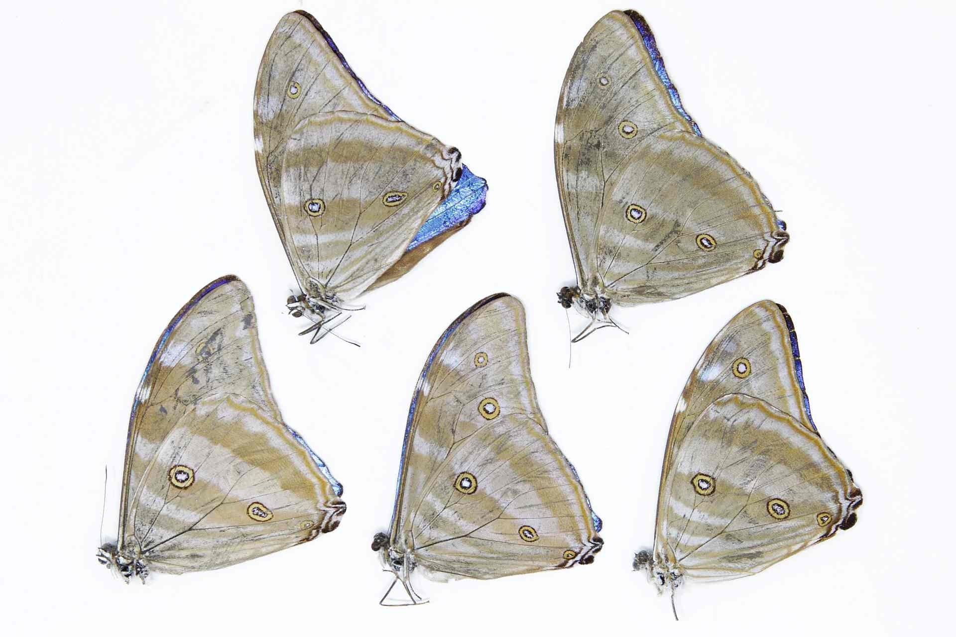5 x Morpho adonis | Blue Morpho Adonis Butterflies | A1 Unmounted Specimens