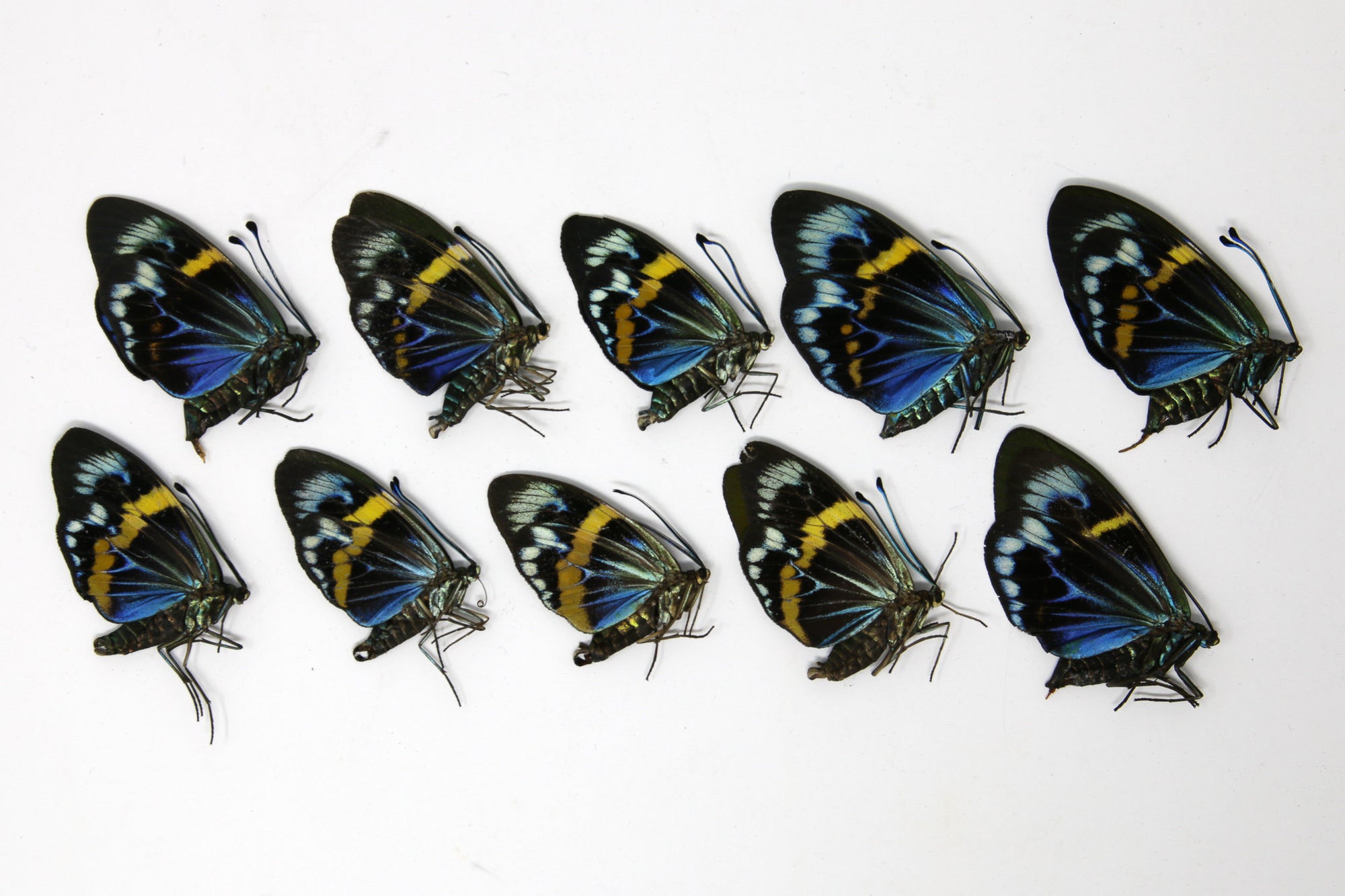 10 x Eterusia repleta | Blue Day-flying Moths | A1 Unmounted Specimens