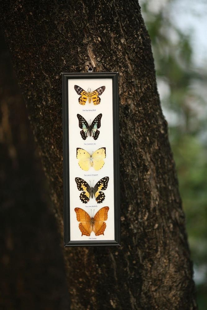 5 Butterflies Framed | Ethical Butterfly Specimens Mounted Under Glass in a Wall Hanging Frame 15 x 5 inches. Gift Boxed