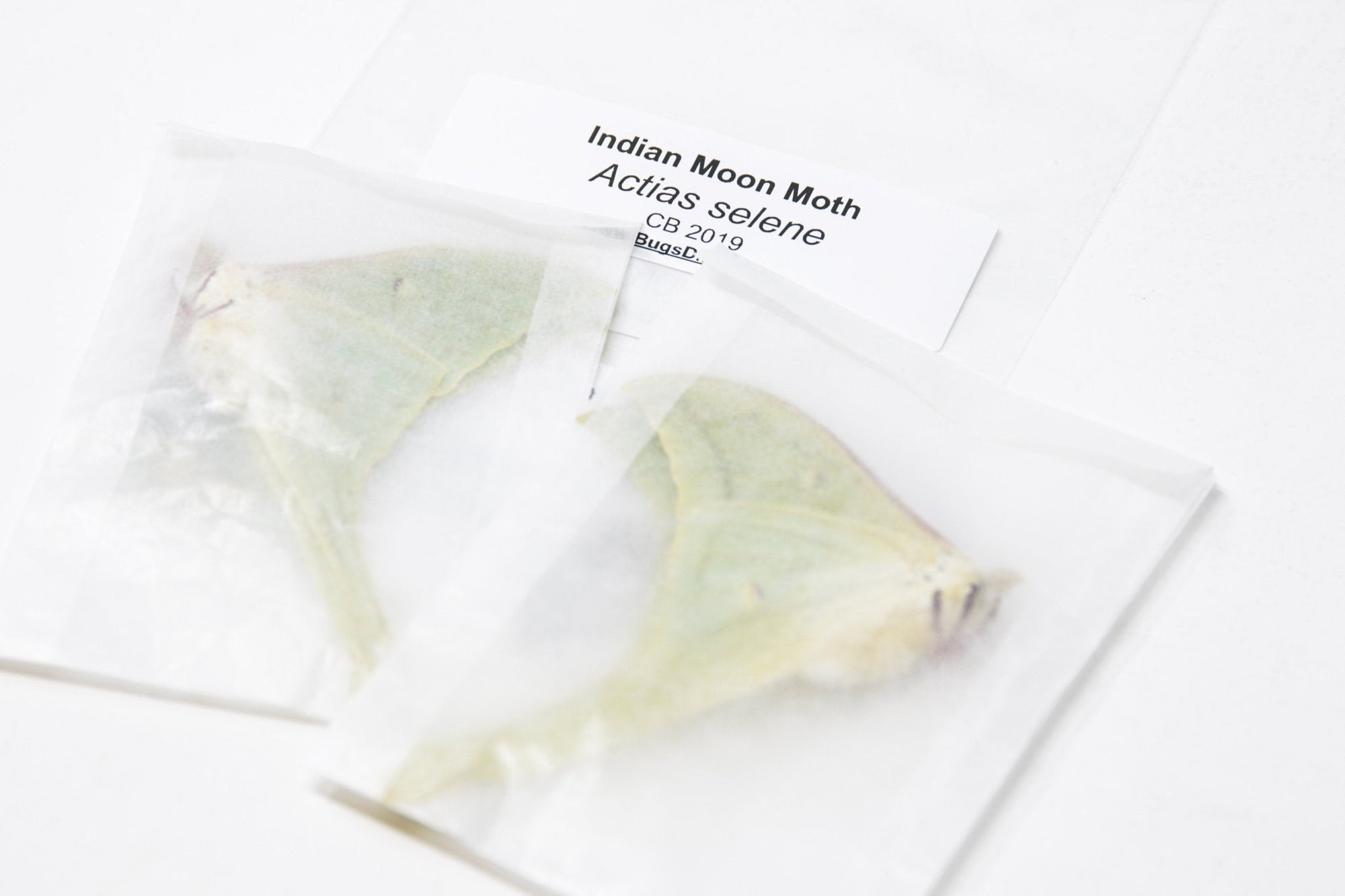 2 x Indian Moon Moths | Actias selene | A1 Unmounted Specimens