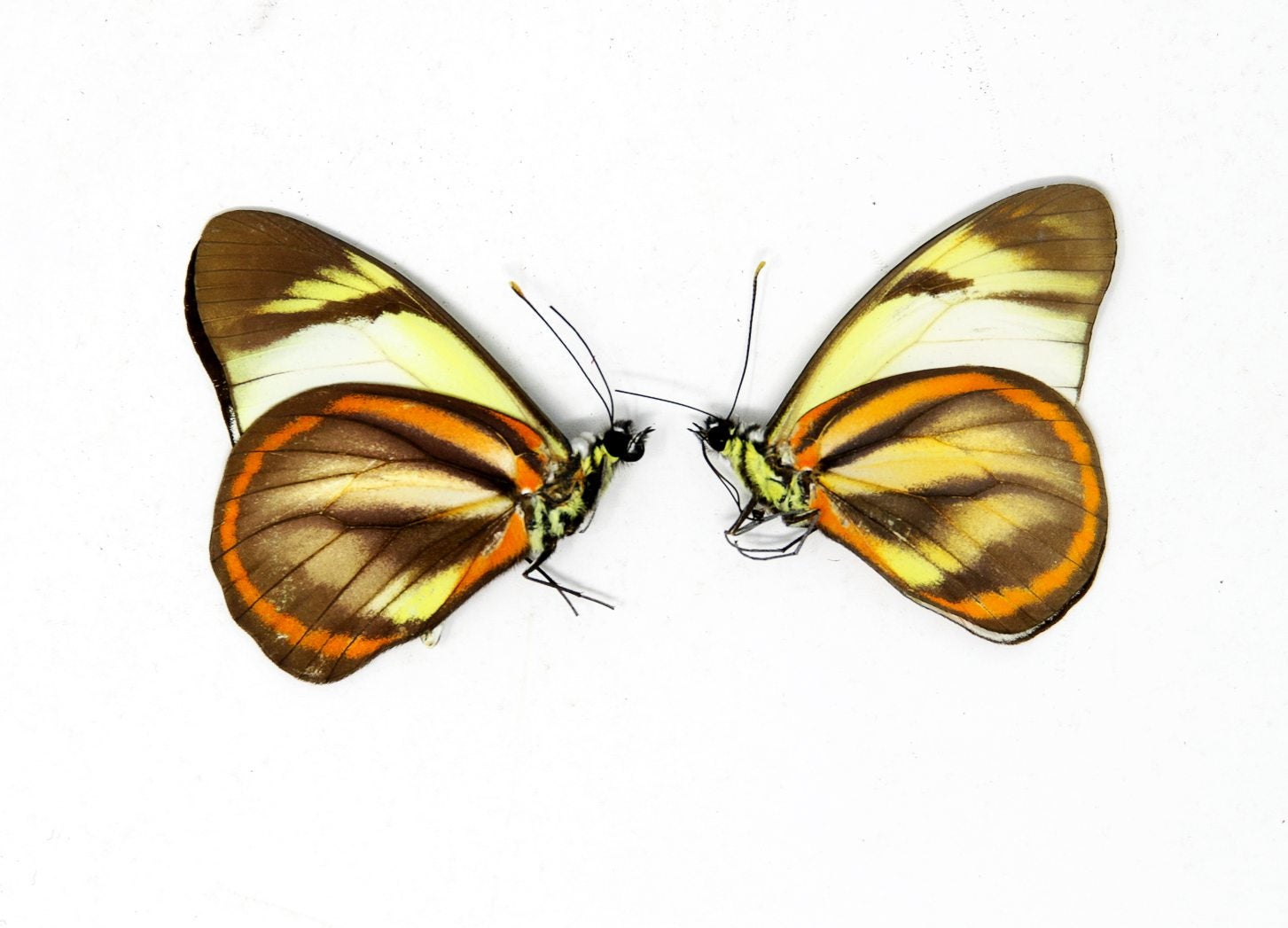 2 x Hesperocharis hirlanda | The Hirlanda White Butterfly | A1 Unmounted Specimens