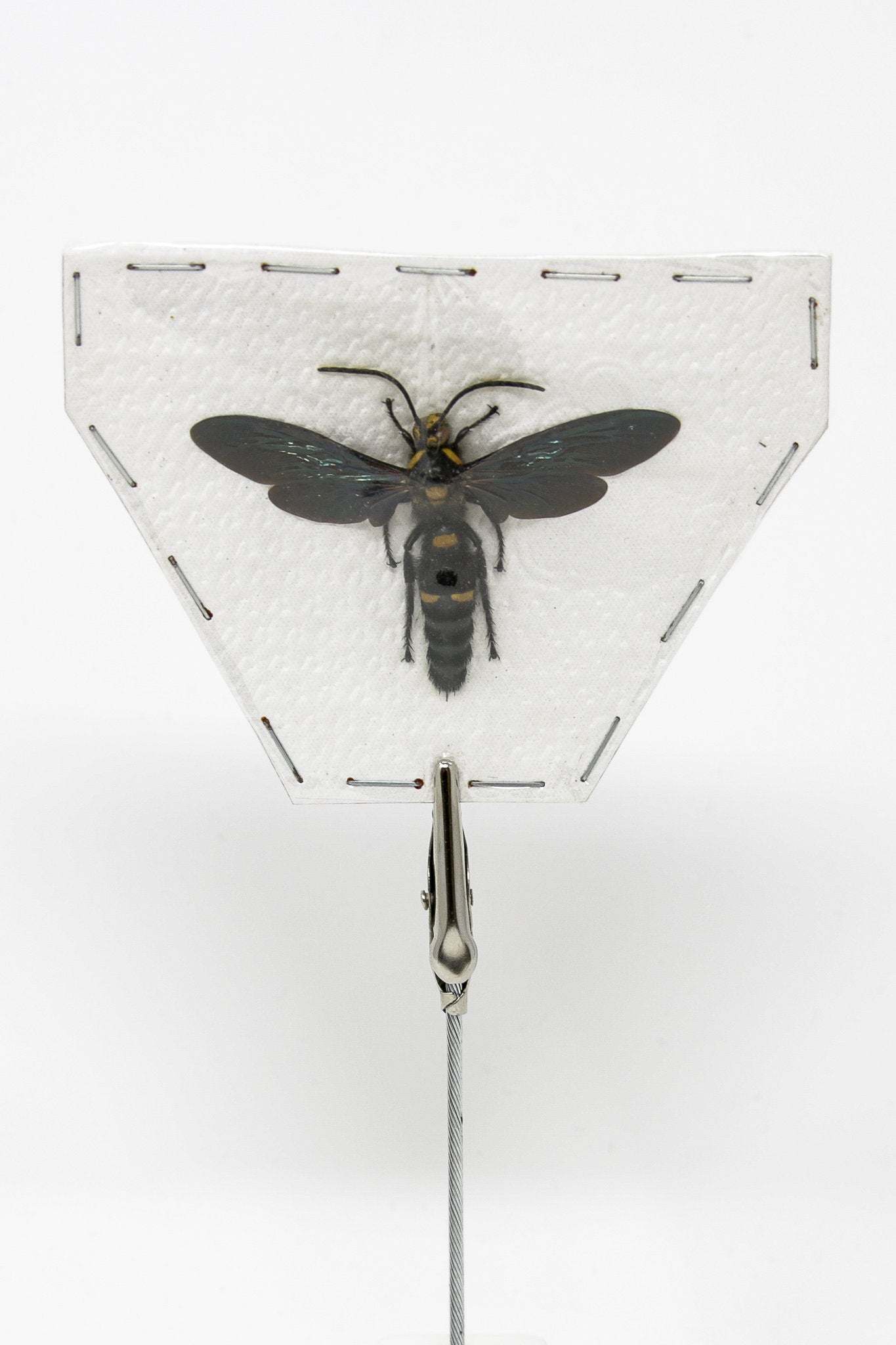 2 x Megascolia species | Giant Scoliid Wasp 2.5-3 Inch Wingspan | A1 Unmounted Specimen