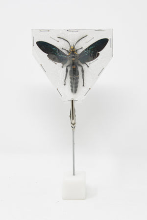 2 x Megascolia species | Giant Scoliid Wasp 2.5-3 Inch Wingspan | A1 Unmounted Specimen