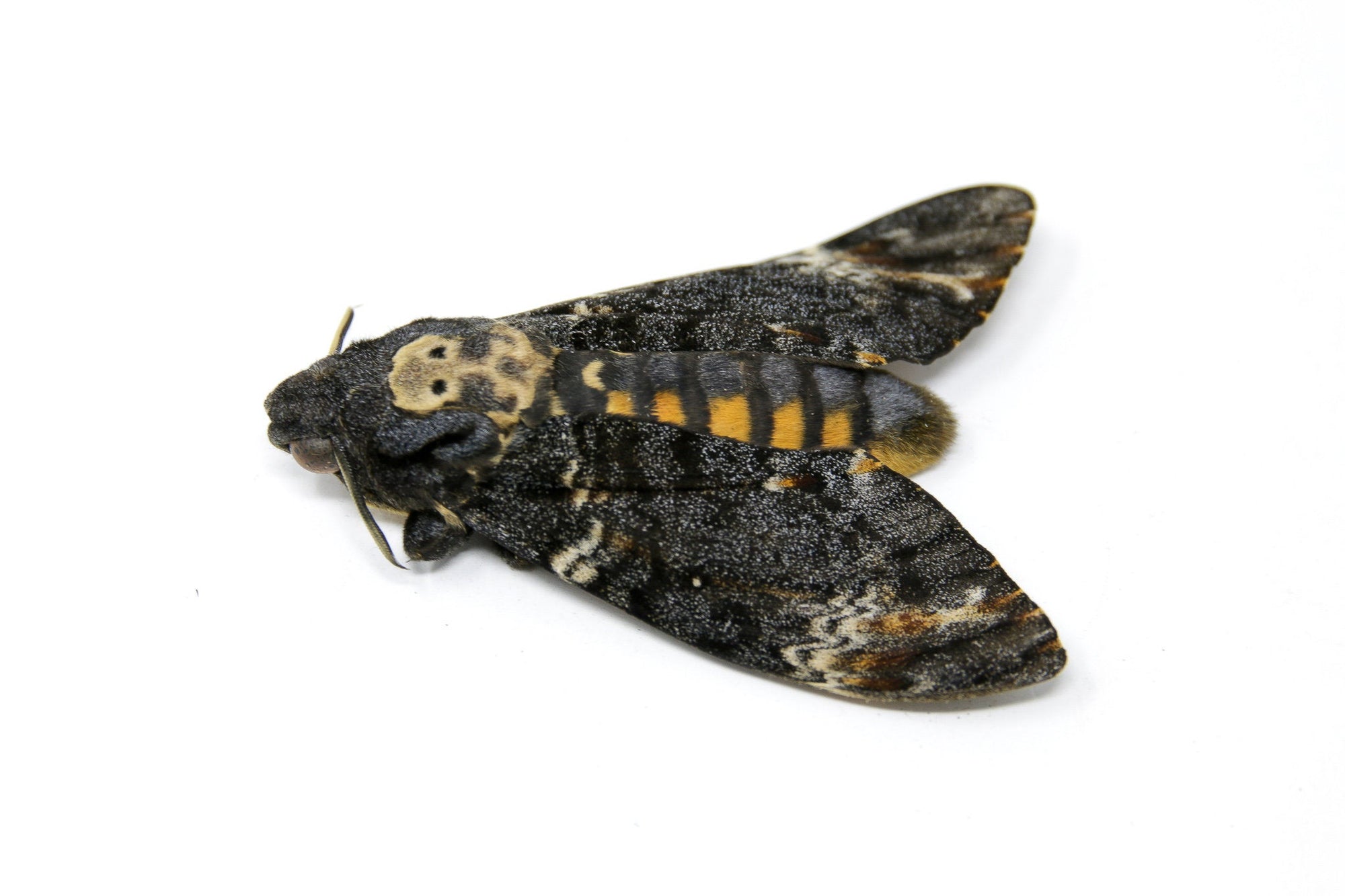 Deaths Head Hawk Moth (Acherontia atropos) A1 Unmounted Specimen