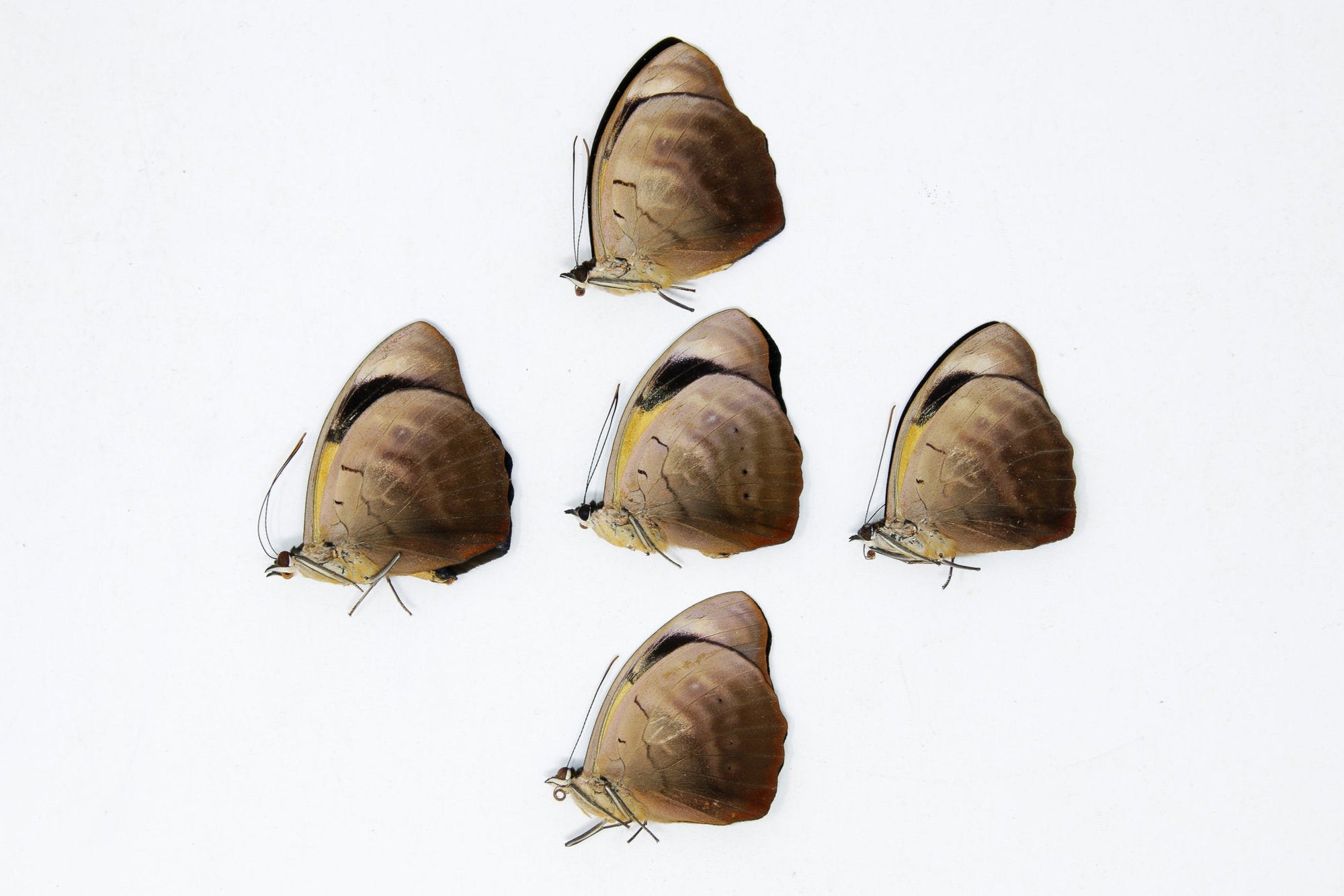 5 x Catonephele numilia | The Blue-frosted Catone Butterflies | A1 Unmounted Specimens