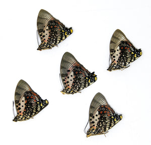 5 x Charaxes zingha | The Shining Red Charaxes | A1 Unmounted Specimens