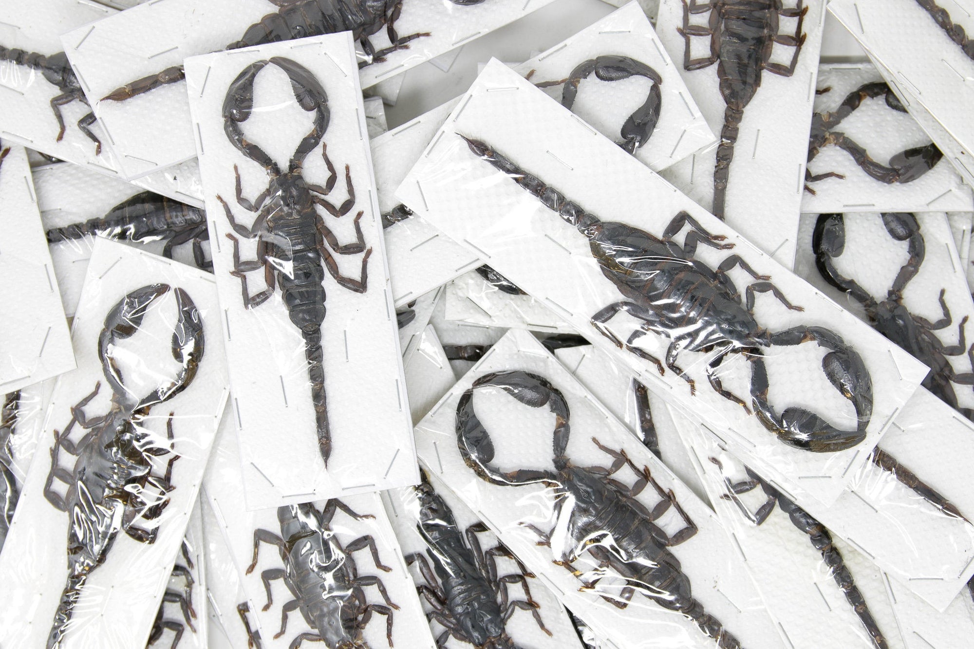 EXTRA LARGE 7" Scorpions (Heterometrus spinifer) 175-185mm long, A1 Specimens