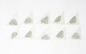 Ten (10) Oberthur's Black-veined White, Aporia bieti | A1 Unmounted Papered Butterflies | Taxidermy Entomology
